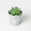 Roost - Large Potted Succulent Candle