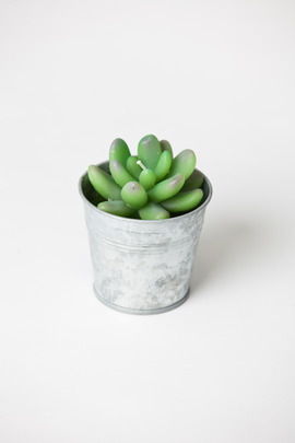 Roost Large Potted Succulent Candle