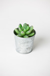 Roost-large-potted-succulent-candle