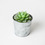 Roost - Large Potted Succulent Candle