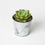 Roost - Large Potted Succulent Candle