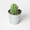 Roost - Large Potted Succulent Candle