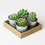 Roost - Large Potted Succulent Candle
