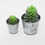 Roost - Large Potted Succulent Candle